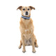 EquiseFety LED Collar de perro parpadeante cortés